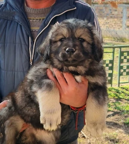 Кавказка овчарка 2 месеца, Ваксинирано - Да, Обезпаразитено - Да - град Първомай | Кучета - снимка 1