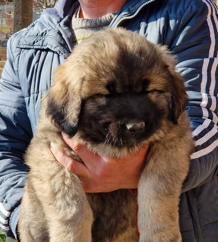 Кавказка овчарка 2 месеца, Ваксинирано - Да, Обезпаразитено - Да - град Първомай | Кучета - снимка 2