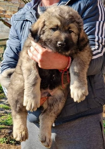 Кавказка овчарка 2 месеца, Ваксинирано - Да, Обезпаразитено - Да - град Първомай | Кучета - снимка 4