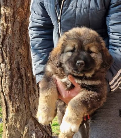 Кавказка овчарка 2 месеца, Ваксинирано - Да, Обезпаразитено - Да - град Първомай | Кучета - снимка 5