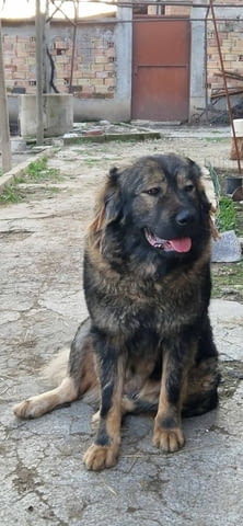 Кавказка овчарка 2 месеца, Ваксинирано - Да, Обезпаразитено - Да - град Първомай | Кучета - снимка 6