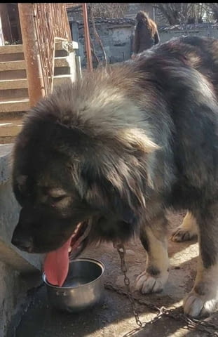 Кавказка овчарка 2 месеца, Ваксинирано - Да, Обезпаразитено - Да - град Първомай | Кучета - снимка 7