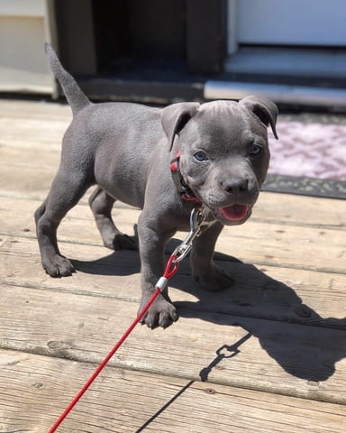 Питбул кученца American Pit Bull Terrier, Dewormed - Yes - village Botеvo | Dogs - снимка 1