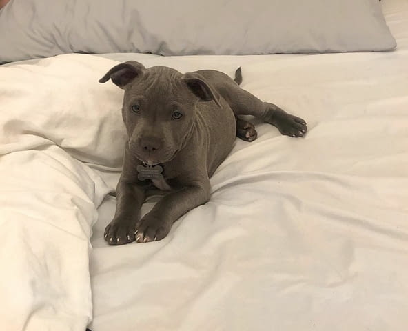 Питбул кученца American Pit Bull Terrier, Dewormed - Yes - village Botеvo | Dogs - снимка 3