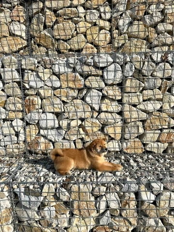 Shiba inu for sale Шиба ину, 3 месеца, Ваксинирано - Да - град София | Кучета - снимка 1