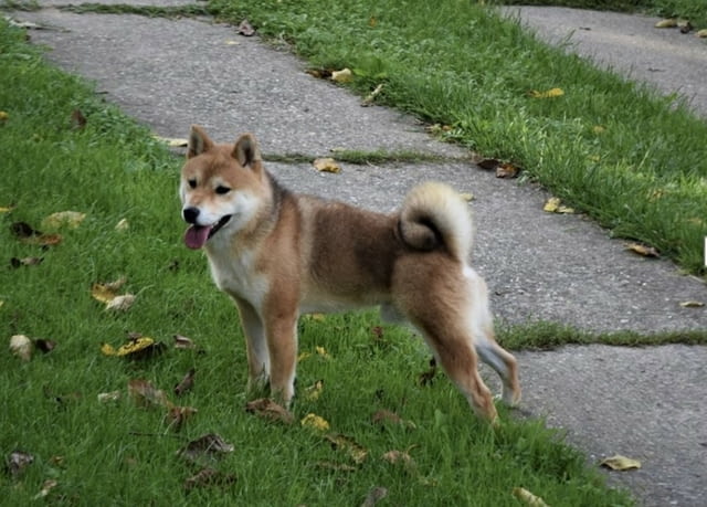 Shiba inu for sale Шиба ину, 3 месеца, Ваксинирано - Да - град София | Кучета - снимка 2