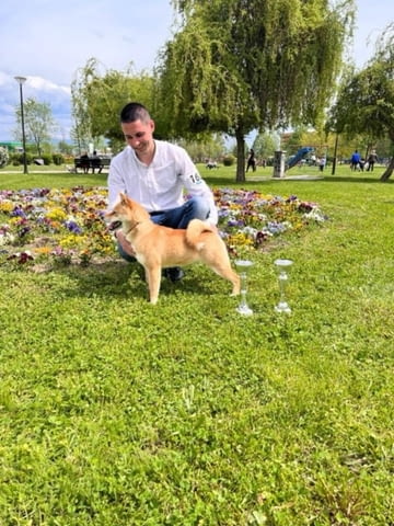 Shiba inu for sale Шиба ину, 3 месеца, Ваксинирано - Да - град София | Кучета - снимка 3