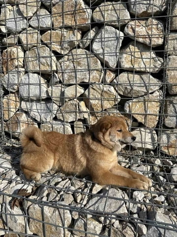 Shiba inu for sale Шиба ину, 3 месеца, Ваксинирано - Да - град София | Кучета - снимка 4