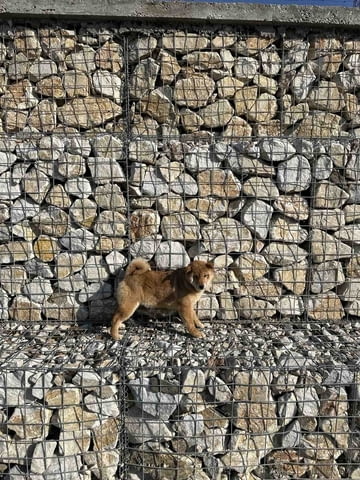 Shiba inu for sale Шиба ину, 3 месеца, Ваксинирано - Да - град София | Кучета - снимка 5