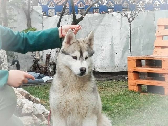 Сибирско хъски, мъжки кученца Siberian Husky, Vaccinated - Yes - city of Izvun Bulgaria | Dogs - снимка 1