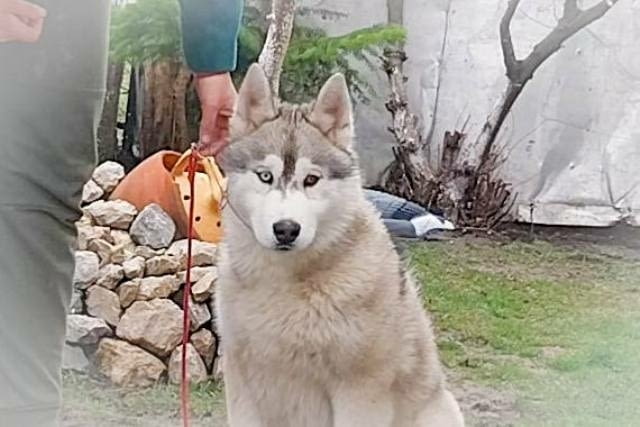 Сибирско хъски, мъжки кученца Siberian Husky, Vaccinated - Yes - city of Izvun Bulgaria | Dogs - снимка 4