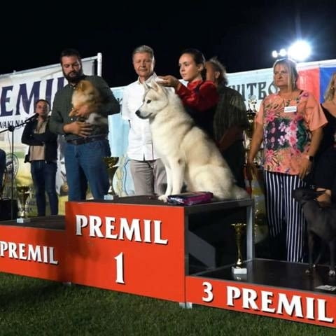 Сибирско хъски, мъжки кученца Siberian Husky, Vaccinated - Yes - city of Izvun Bulgaria | Dogs - снимка 5