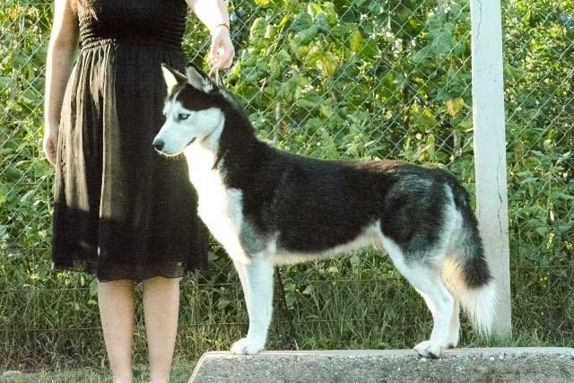 Сибирско хъски, мъжки кученца Siberian Husky, Vaccinated - Yes - city of Izvun Bulgaria | Dogs - снимка 7