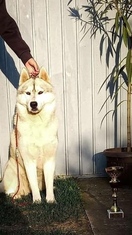 Сибирско хъски, мъжки кученца Siberian Husky, Vaccinated - Yes - city of Izvun Bulgaria | Dogs - снимка 8