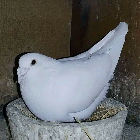 Млади спортни пощенски Dove - city of Pernik | Birds & Exotic