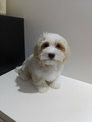 Кученца хавански бишон Хавански бишон, Ваксинирано - Да, Обезпаразитено - Да - град Извън България | Кучета - снимка 2