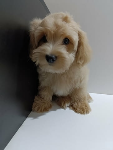 Кученца хавански бишон Хавански бишон, Ваксинирано - Да, Обезпаразитено - Да - град Извън България | Кучета - снимка 3