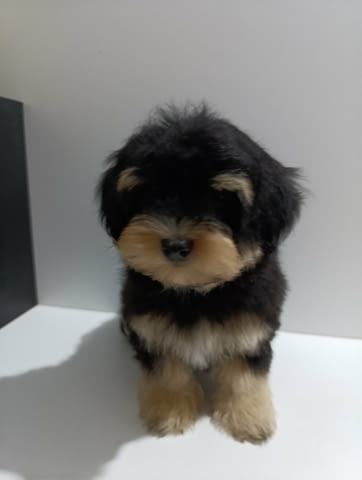 Кученца хавански бишон Хавански бишон, Ваксинирано - Да, Обезпаразитено - Да - град Извън България | Кучета - снимка 4