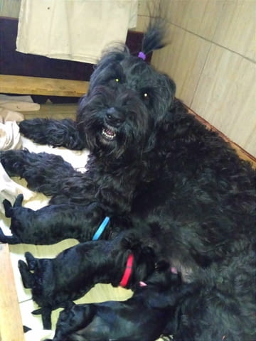 Черен руски териер Другa, 3 месеца, Ваксинирано - Да - град Варна | Кучета