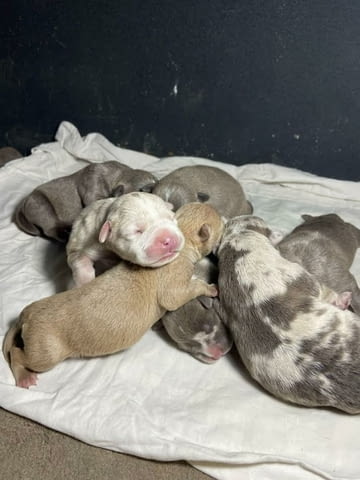 Американски побойник джоб Другa, 1 Month - city of Izvun Bulgaria | Dogs - снимка 2