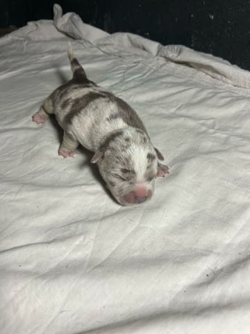 Американски побойник джоб Другa, 1 Month - city of Izvun Bulgaria | Dogs - снимка 3