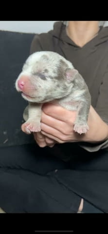 Американски побойник джоб Другa, 1 Month - city of Izvun Bulgaria | Dogs - снимка 5