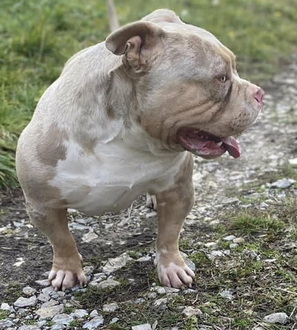 Американски побойник джоб Другa, 1 Month - city of Izvun Bulgaria | Dogs - снимка 9