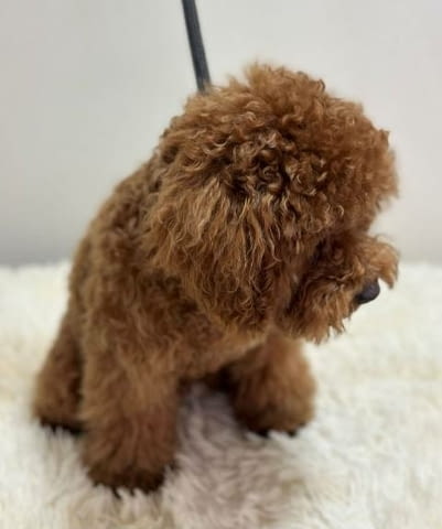 Чистокръвни кученца Той Пудел от два месеца и половина, city of Sofia | Dogs - снимка 9