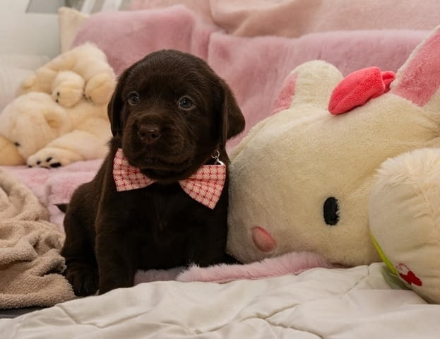 Лабрадор кученца Лабрадорски ритривър, 2 месеца - град Извън България | Кучета - снимка 3