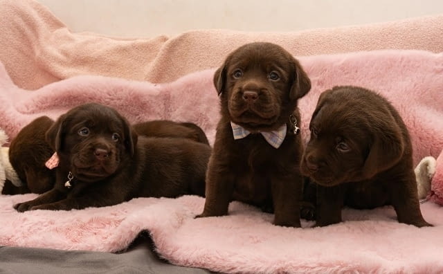 Лабрадор кученца Лабрадорски ритривър, 2 месеца - град Извън България | Кучета - снимка 4