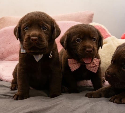 Лабрадор кученца Лабрадорски ритривър, 2 месеца - град Извън България | Кучета - снимка 5