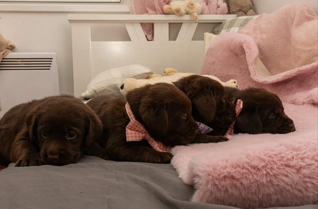 Лабрадор кученца Лабрадорски ритривър, 2 месеца - град Извън България | Кучета - снимка 6