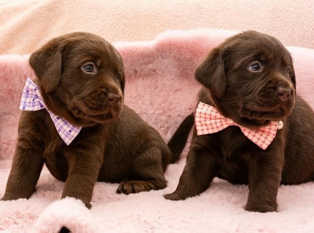 Лабрадор кученца Лабрадорски ритривър, 2 месеца - град Извън България | Кучета - снимка 8