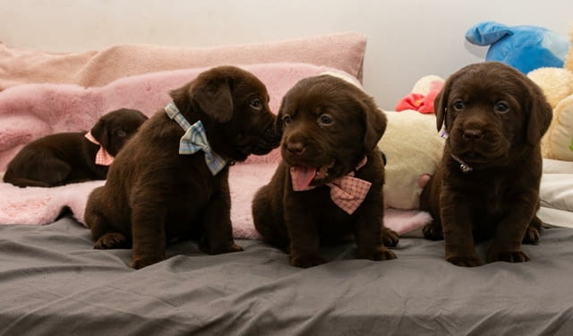 Лабрадор кученца Лабрадорски ритривър, 2 месеца - град Извън България | Кучета - снимка 9