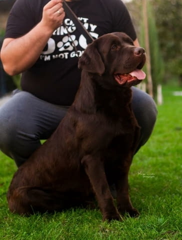 Лабрадор кученца Лабрадорски ритривър, 2 месеца - град Извън България | Кучета - снимка 10