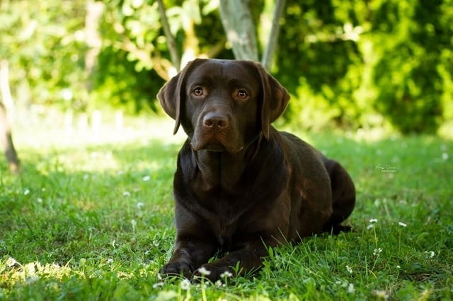 Лабрадор кученца Лабрадорски ритривър, 2 месеца - град Извън България | Кучета - снимка 11