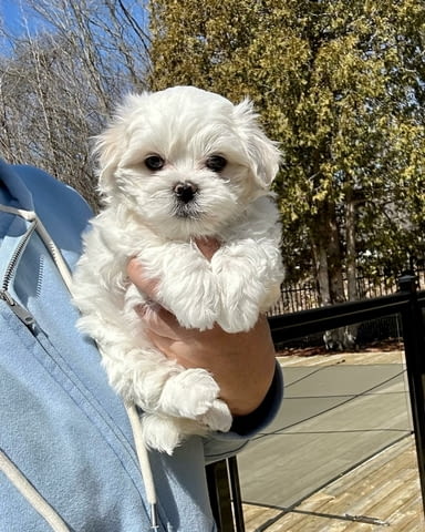 Страхотни малтийски кученца. Maltese Bolonese, Vaccinated - Yes, Dewormed - Yes - city of Dolna Oriahovica | Dogs - снимка 1