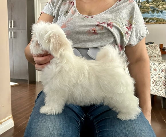 Страхотни малтийски кученца. Maltese Bolonese, Vaccinated - Yes, Dewormed - Yes - city of Dolna Oriahovica | Dogs - снимка 3