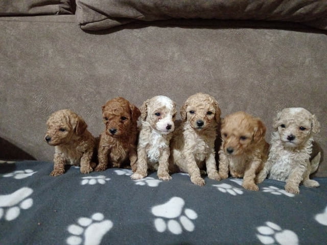 Miniature Poodles for sale Пудел той, 1 месец - град Извън България | Кучета - снимка 1