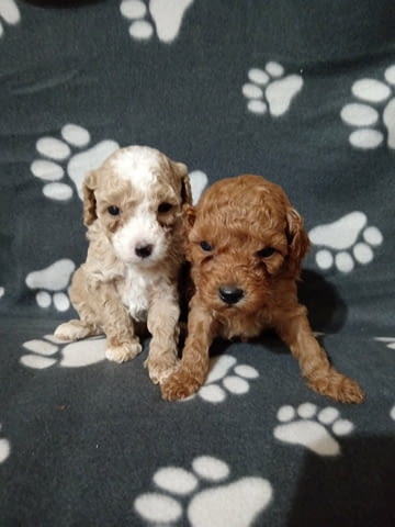 Miniature Poodles for sale Пудел той, 1 месец - град Извън България | Кучета - снимка 2