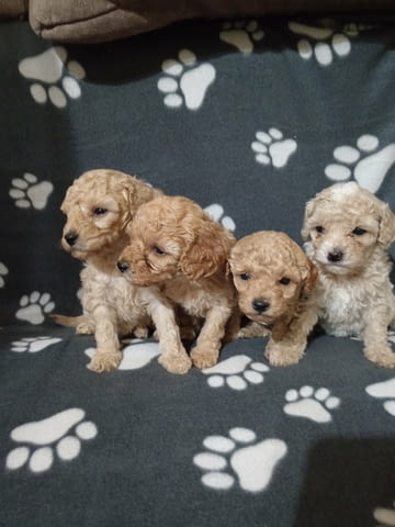 Miniature Poodles for sale Пудел той, 1 месец - град Извън България | Кучета - снимка 3