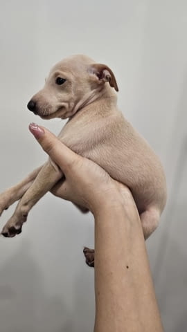 Малки италиански хрътки (левретки) кученца Левретка (Малка италианска хрътка), Ваксинирано - Да, Обезпаразитено - Да - град Извън България | Кучета - снимка 2