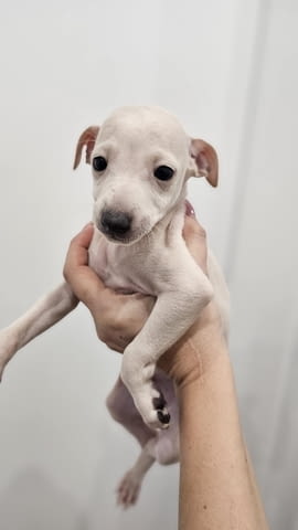 Малки италиански хрътки (левретки) кученца Левретка (Малка италианска хрътка), Ваксинирано - Да, Обезпаразитено - Да - град Извън България | Кучета - снимка 3