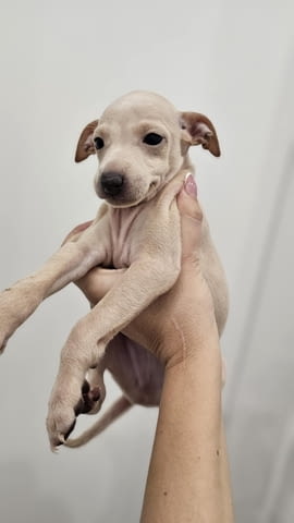 Малки италиански хрътки (левретки) кученца Левретка (Малка италианска хрътка), Ваксинирано - Да, Обезпаразитено - Да - град Извън България | Кучета - снимка 4