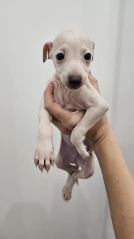 Малки италиански хрътки (левретки) кученца Левретка (Малка италианска хрътка), Ваксинирано - Да, Обезпаразитено - Да - град Извън България | Кучета - снимка 5