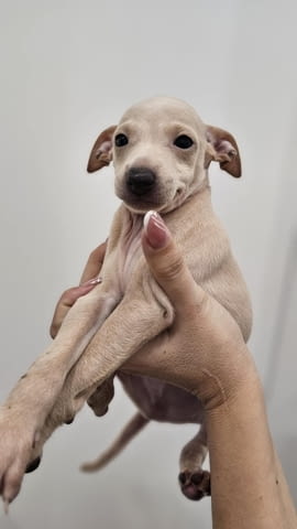 Малки италиански хрътки (левретки) кученца Левретка (Малка италианска хрътка), Ваксинирано - Да, Обезпаразитено - Да - град Извън България | Кучета - снимка 6