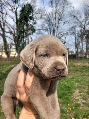 Silver labradors Лабрадорски ритривър, 1 месец - град Извън България | Кучета - снимка 1