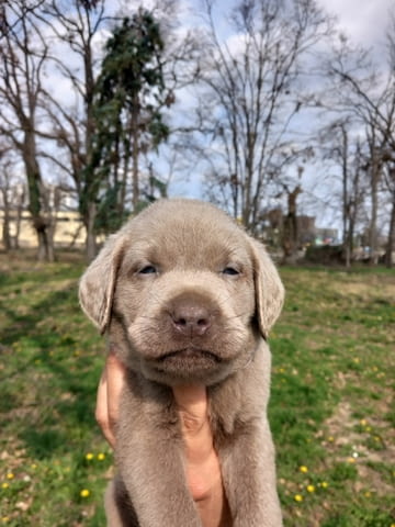 Silver labradors Лабрадорски ритривър, 1 месец - град Извън България | Кучета - снимка 4