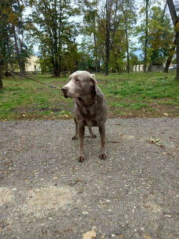 Silver labradors Лабрадорски ритривър, 1 месец - град Извън България | Кучета - снимка 5