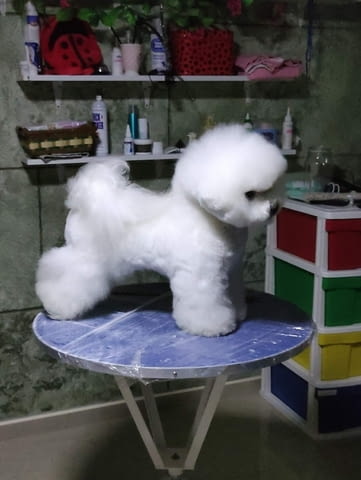 Бишон Фризе кученца Бишон фризе, Ваксинирано - Да, Обезпаразитено - Да - град Извън България | Кучета - снимка 1